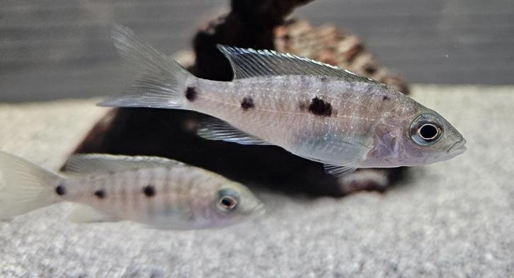 Copadichromis Mloto malawi cichliden, Dieren en Toebehoren, Vissen | Aquariumvissen, Zoetwatervis, Vis