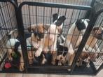 Puppy's american stafford met Akita, Dieren en Toebehoren, Ophalen