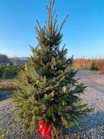 Kerstboom: Nordmann,  blauwspar, fijnspar, Ophalen, Nieuw