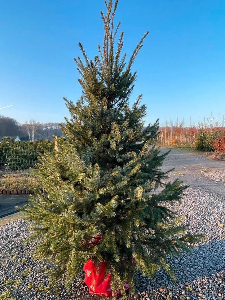 Sapin de Noël : Nordmann, épinette bleue, épicéa de Norvège, Divers, Noël, Neuf, Enlèvement