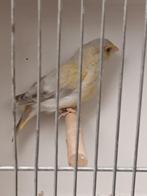 Groenvinken, Dieren en Toebehoren, Vogels | Overige Vogels, Meerdere dieren, Wildzangvogel, Geringd