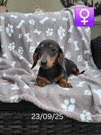 korthaar teckel pups, België, 8 tot 15 weken, Korthaar, Dwerg