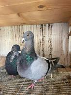 Pigeon Jennense de Vuelo Espańol, Dieren en Toebehoren, Vogels | Duiven, Meerdere dieren
