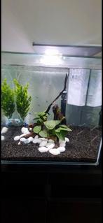 Aquarium Qubiq 60 L avec pompe et led, Dieren en Toebehoren, Ophalen, Gebruikt
