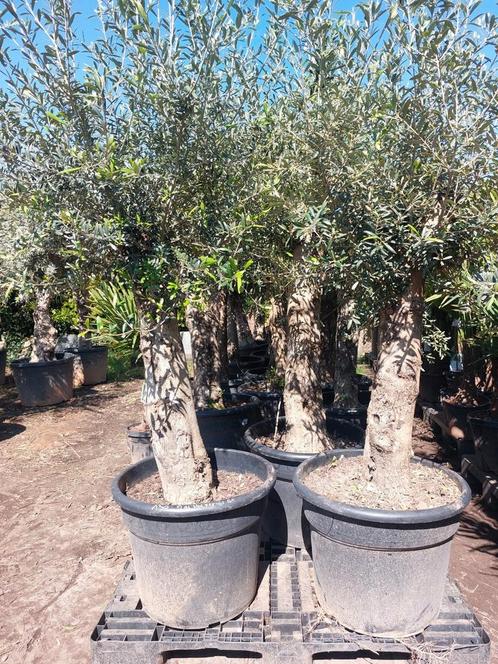 Olijfbomen super promo 1kopen 130€ 2de aan halve prijs 65€, Tuin en Terras, Planten | Bomen, Ophalen