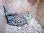 parkieten, Dieren en Toebehoren, Vogels | Parkieten en Papegaaien, Tam