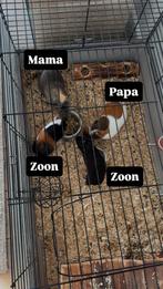 Cavia’s, Dieren en Toebehoren, Juni, Meerdere dieren, Cavia