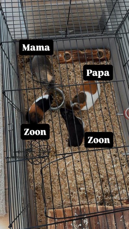 Cavia’s, Dieren en Toebehoren, Knaagdieren, Meerdere dieren, Cavia, Juni