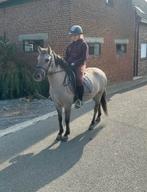 Allround recreatie pony, Dieren en Toebehoren, Pony's, Merrie