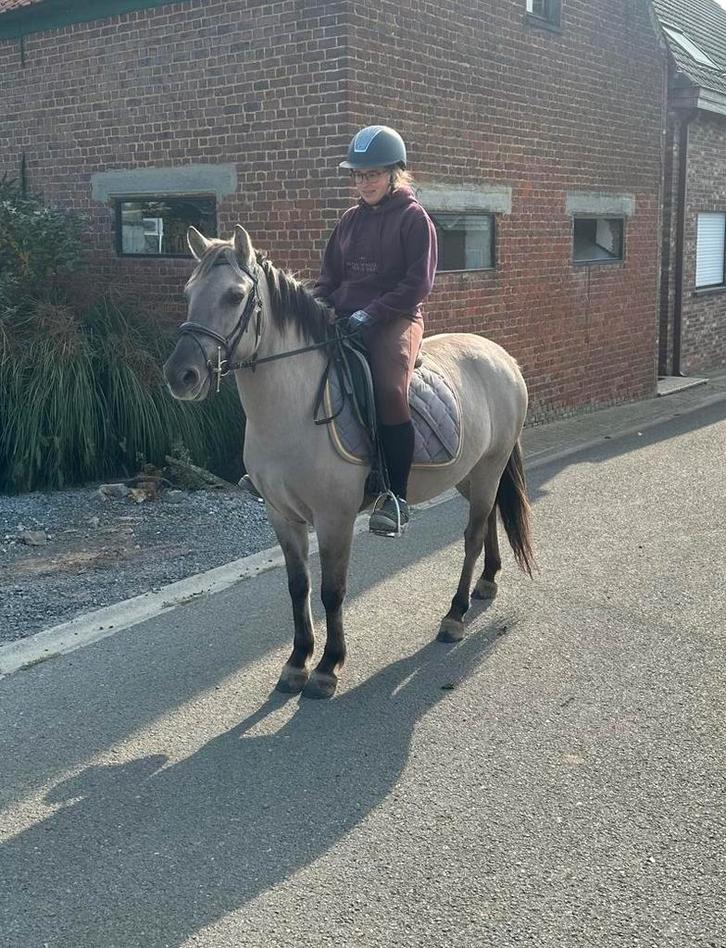 Allround recreatie pony, Dieren en Toebehoren, Pony's, Merrie