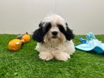 Mal-Shi pups, België, Overige rassen, 8 tot 15 weken, CDV (hondenziekte)
