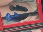 Royal blue betta vrouwtje, Dieren en Toebehoren, Vis