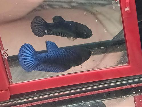 Royal blue betta vrouwtje, Dieren en Toebehoren, Vissen | Aquariumvissen, Vis
