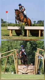 Spring/eventing merrie, Merrie, Springpaard, Gechipt, L