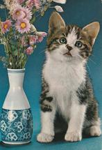 KATJE  BIJ  BLOEMENVAAS, Collections, Cartes postales | Animaux, Envoi, Non affranchie, Chien ou Chat