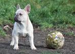 herplaatsing Mooie Franse Bulldog Reu  -NIET GRATIS!-, Parvovirose, Un chien, Belgique, Bouledogue