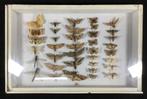 Vintage Insectenbox entomologie doodshoofdvlinder 1946, Ophalen, Gebruikt, Overige soorten, Overige typen
