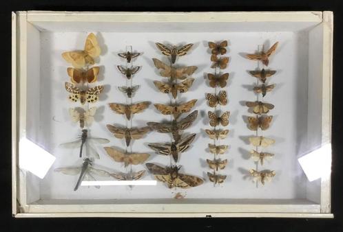 Vintage Insectenbox entomologie doodshoofdvlinder 1946, Verzamelen, Dierenverzamelingen, Gebruikt, Overige typen, Overige soorten
