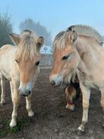 Fjorden veulens te koop: merrie/hengst, Dieren en Toebehoren, Paarden, Minder dan 160 cm, 0 tot 2 jaar, Gechipt, Onbeleerd