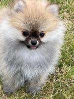 Duitse spitz / kleinkees, België, Keeshond, CDV (hondenziekte), 8 tot 15 weken