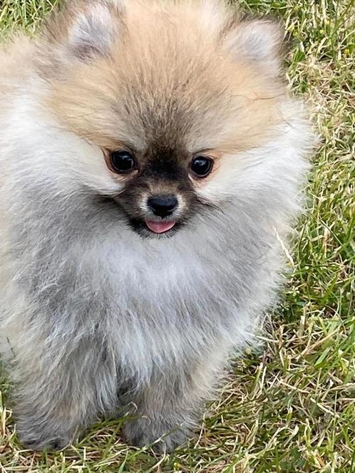 Duitse spitz / kleinkees, Dieren en Toebehoren, Honden | Poolhonden, Keeshonden en Oertypen, Meerdere dieren, Keeshond, Fokker | Professioneel