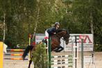 Superbraaf springpaard!!!, Dieren en Toebehoren, Paarden, Merrie, Z, Springpaard