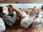 top kwaliteit araucana legklaar 4+1 GRATIS 100% hennen, Vrouwelijk, Kip