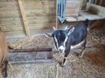 Geiten bokjes,50 €per stuk, Dieren en Toebehoren, Schapen, Geiten en Varkens