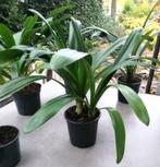 CLIVIA MINIATA – Sint-Jozefplant, Huis en Inrichting, Kamerplanten, Ophalen, Overige soorten, Halfschaduw, In pot