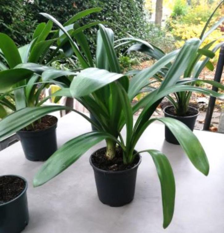 CLIVIA MINIATA – Sint-Jozefplant, Huis en Inrichting, Kamerplanten, Overige soorten, Minder dan 100 cm, Bloeiende kamerplant, Halfschaduw
