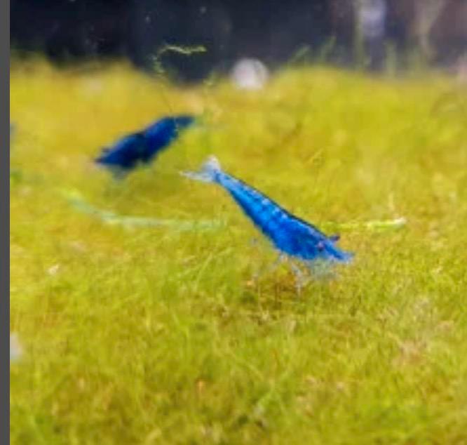 Blue Velvet Neocaridina Siergarnaal, Dieren en Toebehoren, Vissen | Aquariumvissen