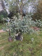 Vlinderplant, vlinderstruik, buddleja, Ophalen