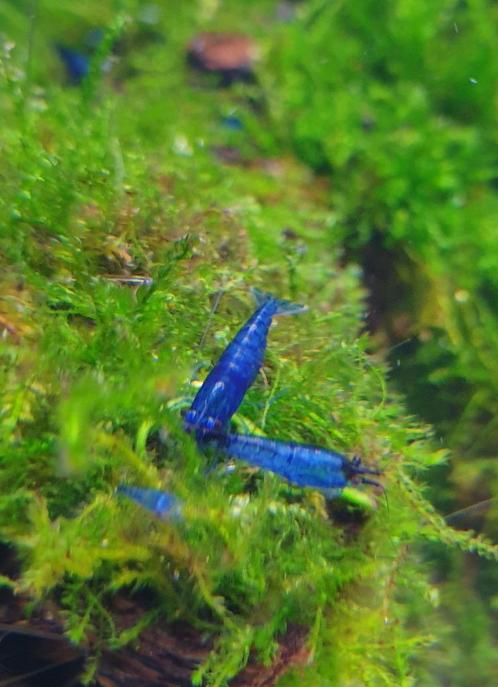 Neocaridina Blue Dream Garnalen op Kraanwater- Ook verzenden, Animaux & Accessoires, Poissons | Poissons d'aquarium, Poisson d'eau douce