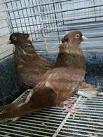 IRAN. PIGEONS, Animaux & Accessoires, Oiseaux | Pigeons