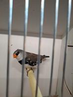 Diamantvink, Dieren en Toebehoren, Vogels | Kanaries