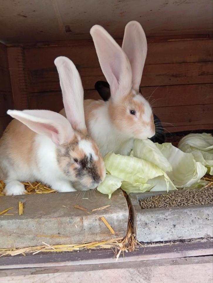 Duitse reus ram 4 maanden, Dieren en Toebehoren, Konijnen