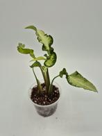 Syngonium 3 kings, Huis en Inrichting, Ophalen of Verzenden