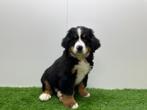 Berner Sennen puppy