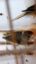 des oiseaux, Dieren en Toebehoren, Vogels | Kanaries