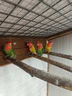 Dwerg papegaai, agapornis, Dieren en Toebehoren, Vogels | Parkieten en Papegaaien, Papegaai