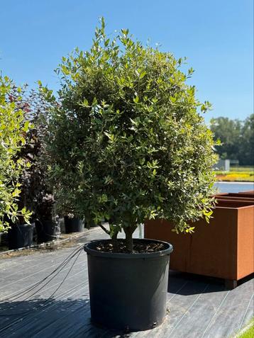 Quercus Ilex - Steeneik beschikbaar voor biedingen