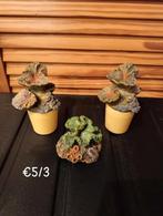 Aquarium toebehoren, Dieren en Toebehoren, Ophalen of Verzenden, Zo goed als nieuw