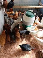 traditionele kippen in 7 kleuren en rassen vanaf 9 euro, Dieren en Toebehoren, Pluimvee, Vrouwelijk, Kip