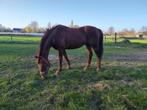 Lieve 15 jarige hengst, Met stamboom, Hengst, 11 jaar of ouder, Recreatiepaard