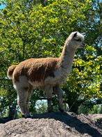 Bonte stamboek alpaca merrie, Dieren en Toebehoren, Vrouwelijk