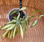 Hoya Wayetti variegated, Maison & Meubles, Plantes d'intérieur, Autres espèces, Enlèvement ou Envoi, Plante à fleurs, Moins de 100 cm