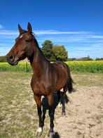 Lieve merrie van 7 jaar te koop, Cheval de dressage, 165 à 170 cm, Non dressé, Vermifugé