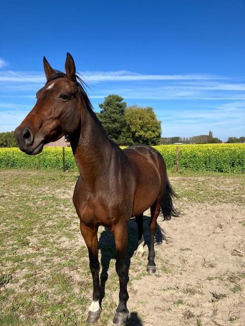 Lieve merrie van 7 jaar te koop, Animaux & Accessoires, Chevaux, Jument, Non dressé, 165 à 170 cm, 7 à 10 ans, Cheval de dressage