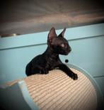 Cornish Rex kitten te koop, Dieren en Toebehoren, Kater, Gechipt, 0 tot 2 jaar