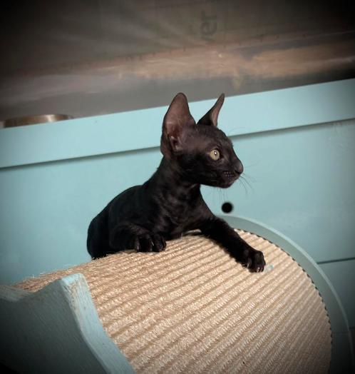 Cornish Rex kitten te koop, Dieren en Toebehoren, Katten en Kittens | Raskatten | Korthaar, Kater, 0 tot 2 jaar, Met stamboom